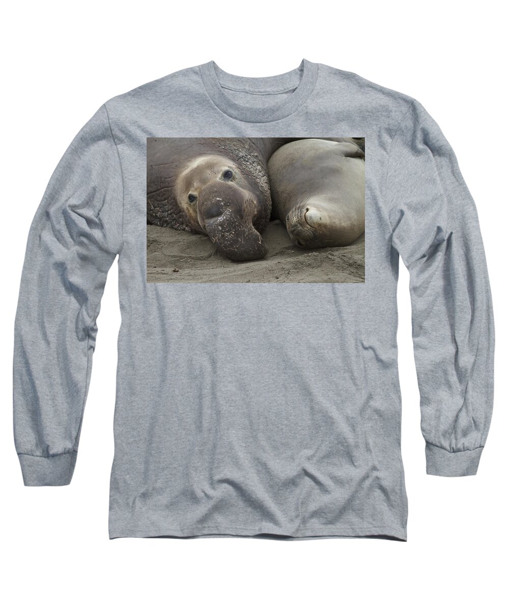 Elephant Seal Long Sleeve T-Shirt featuring the photograph Love by Duncan Selby