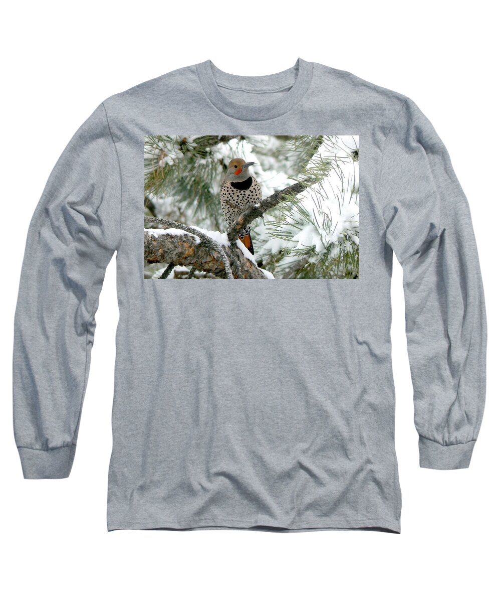 Colorado Long Sleeve T-Shirt featuring the photograph Northern Flicker on Snowy Pine by Marilyn Burton