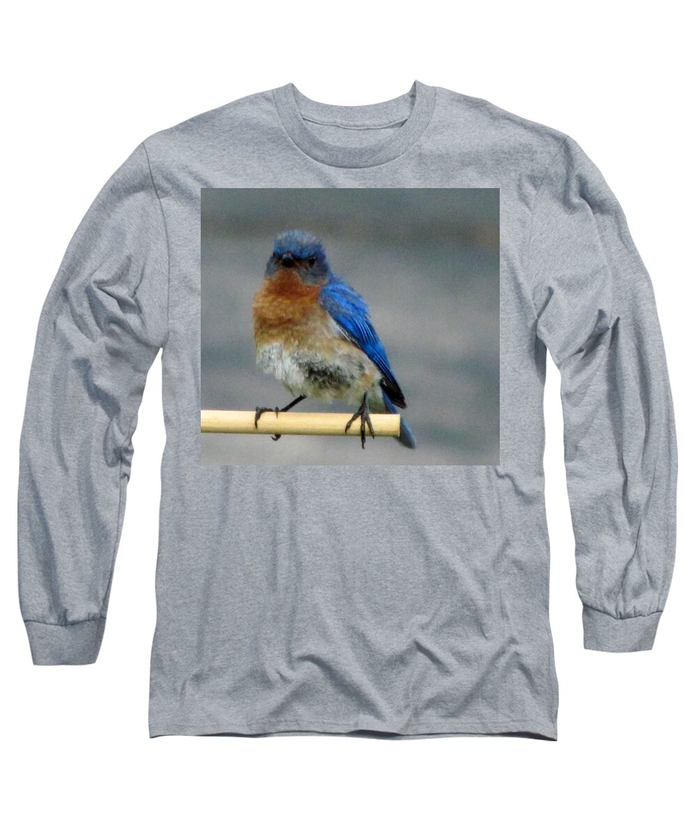 Young Bluebird Long Sleeve T-Shirt featuring the photograph Our Own Mad Bluebird by Betty Pieper