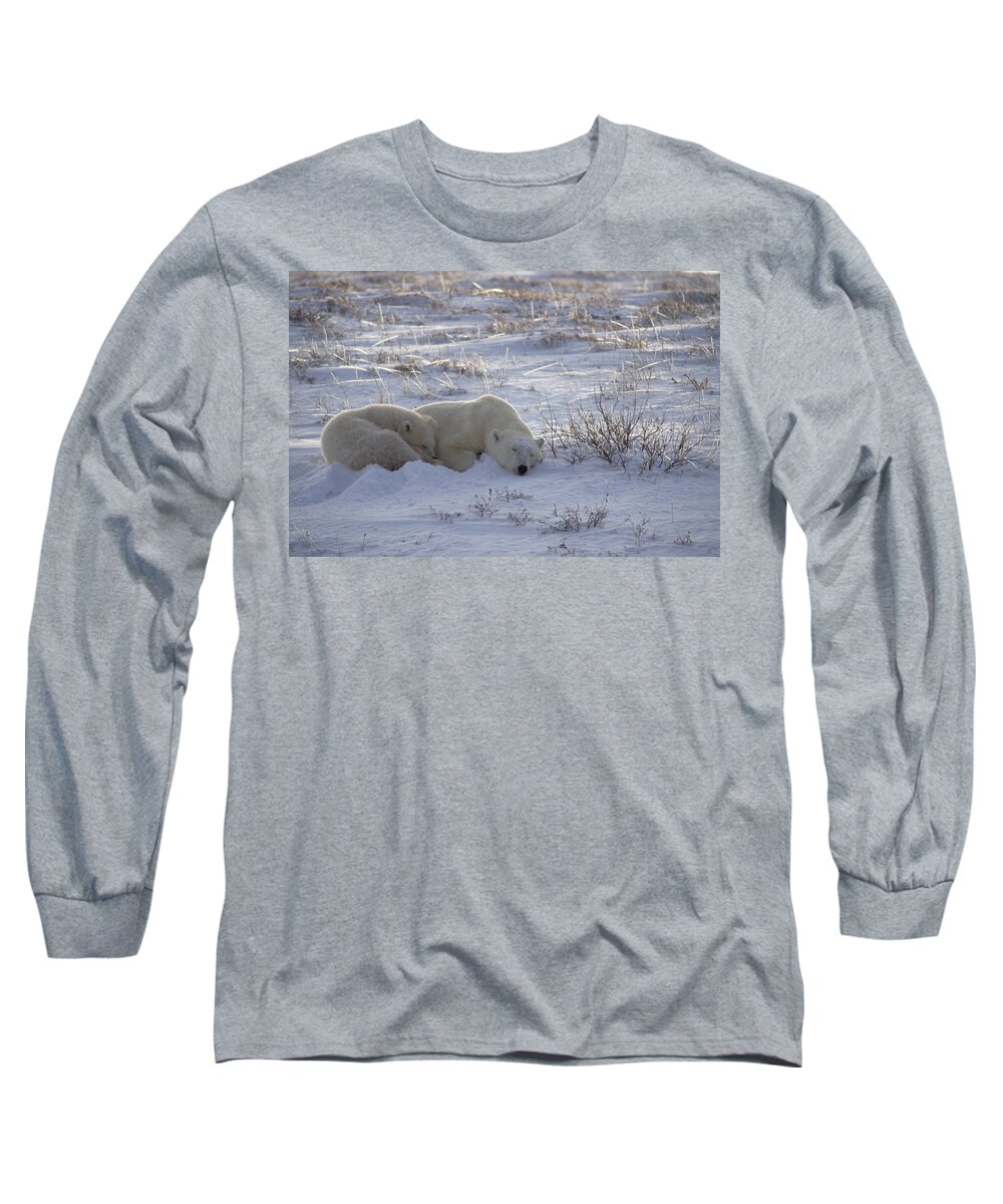 Feb0514 Long Sleeve T-Shirt featuring the photograph Polar Bear And Cub Near Hudson Bay by Flip Nicklin
