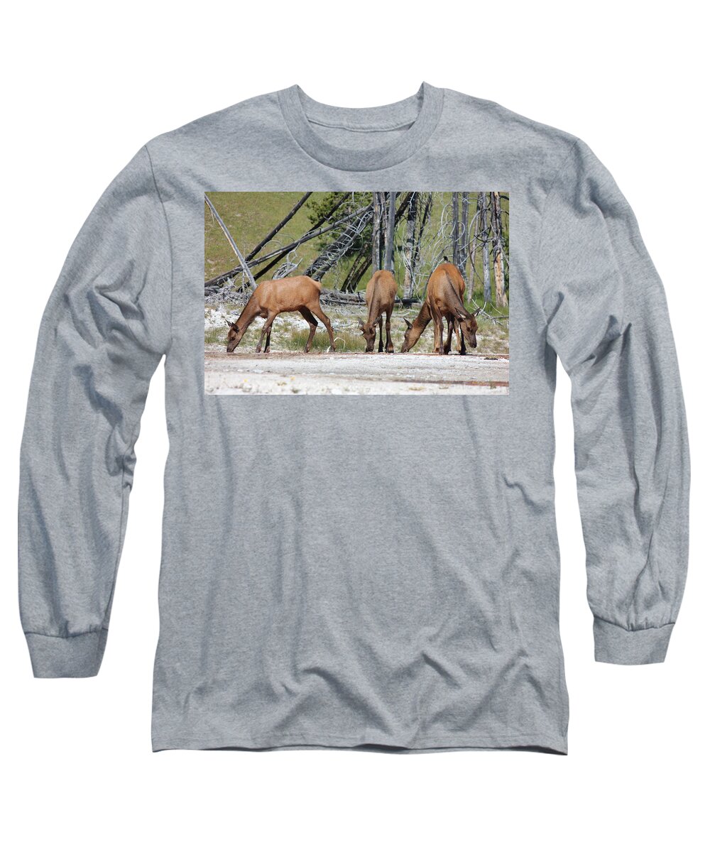 Elk Long Sleeve T-Shirt featuring the photograph Rocky Mountain Elk by Josh Bryant