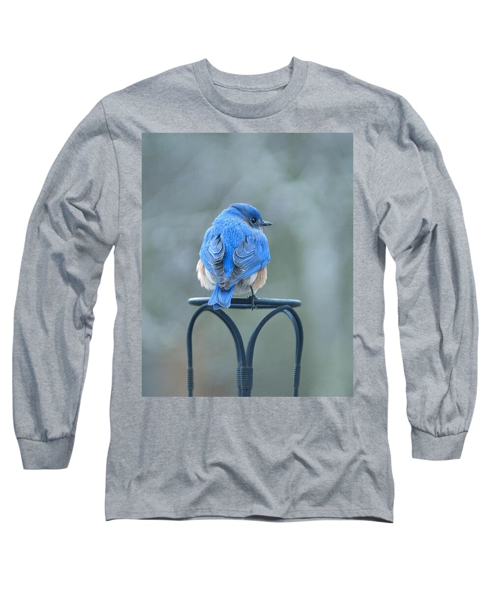 Bird Long Sleeve T-Shirt featuring the photograph Sitting Pretty by Carol Erikson