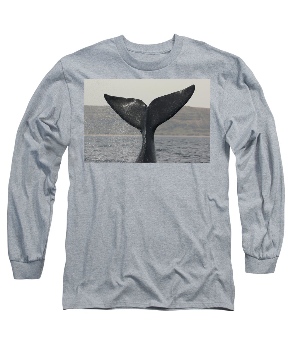 Feb0514 Long Sleeve T-Shirt featuring the photograph Southern Right Whale Tail Slap Argentina by Hiroya Minakuchi