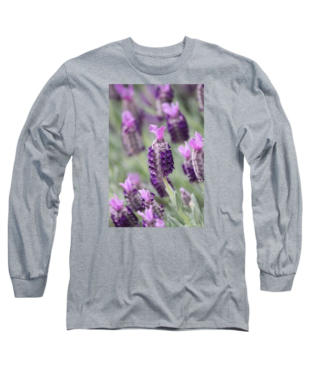 Spanish Lavender Long Sleeve T-Shirt featuring the photograph Spanish Breeze by Amy Gallagher