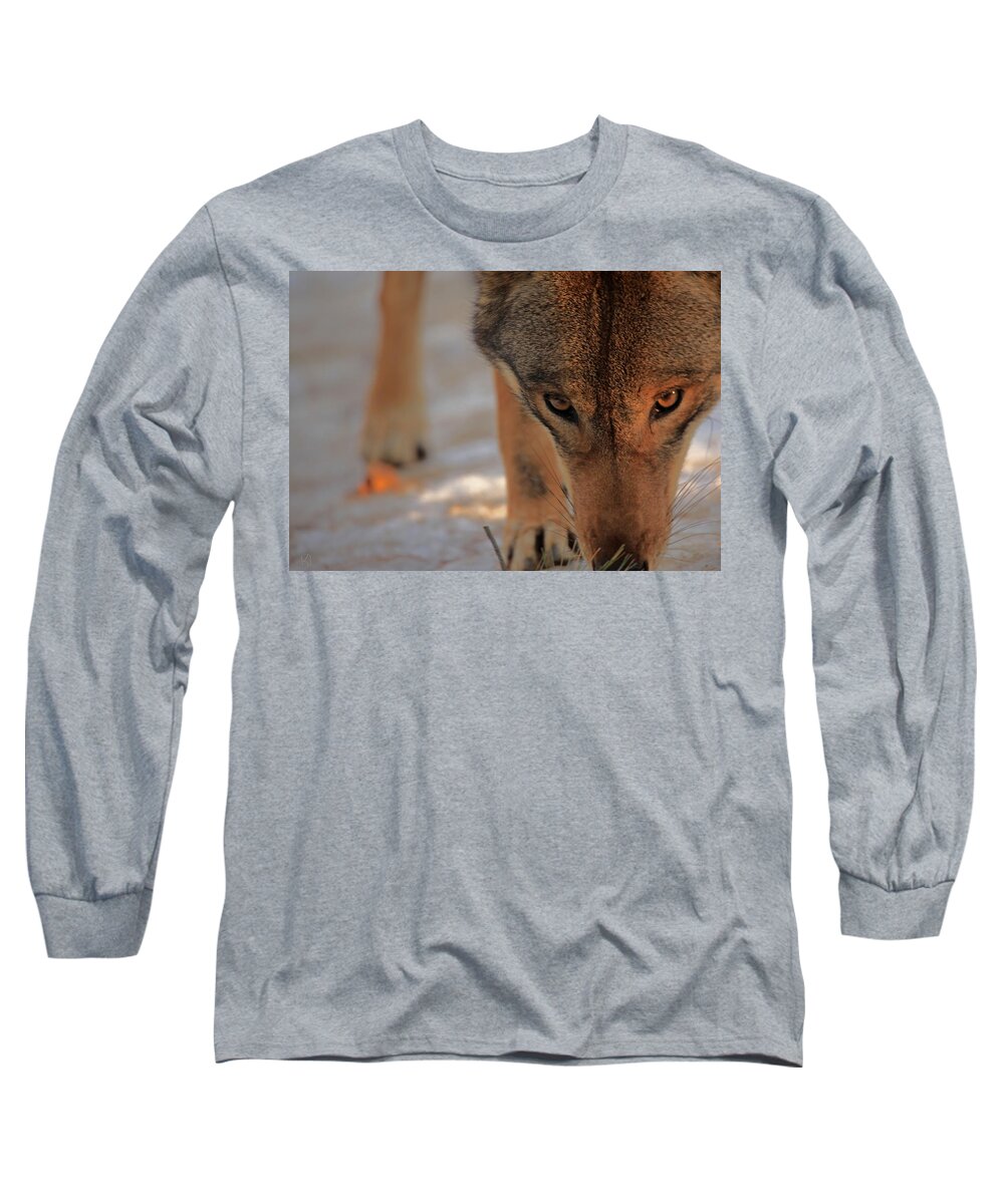 Wolf Long Sleeve T-Shirt featuring the photograph Those Eyes by Karol Livote