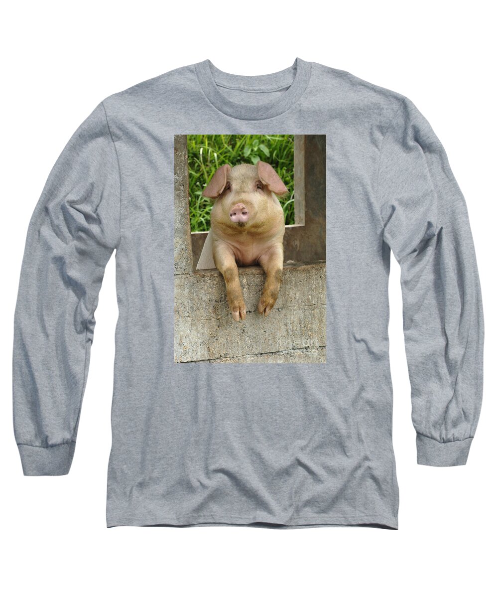 Pig Long Sleeve T-Shirt featuring the photograph Well Hello There by Bob Christopher