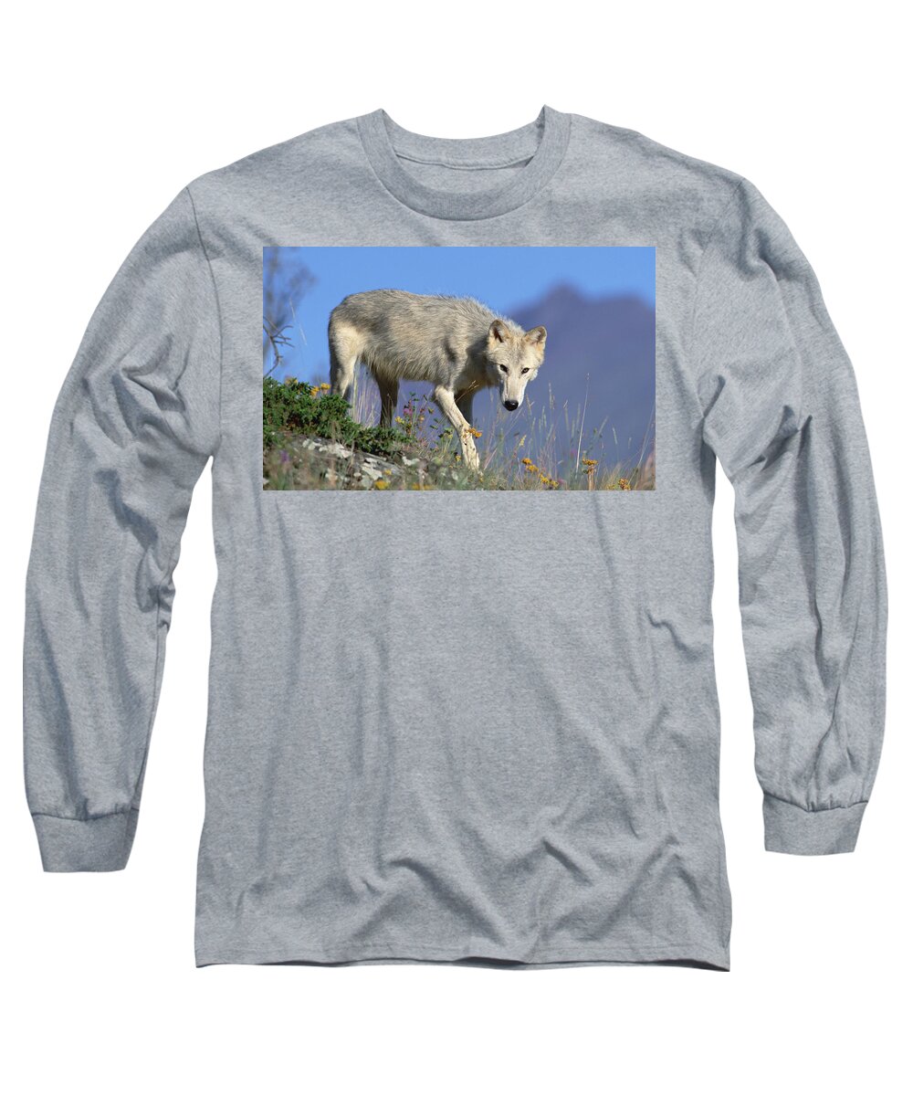 Mp Long Sleeve T-Shirt featuring the photograph Timber Wolf Canis Lupus Portrait #1 by Tim Fitzharris