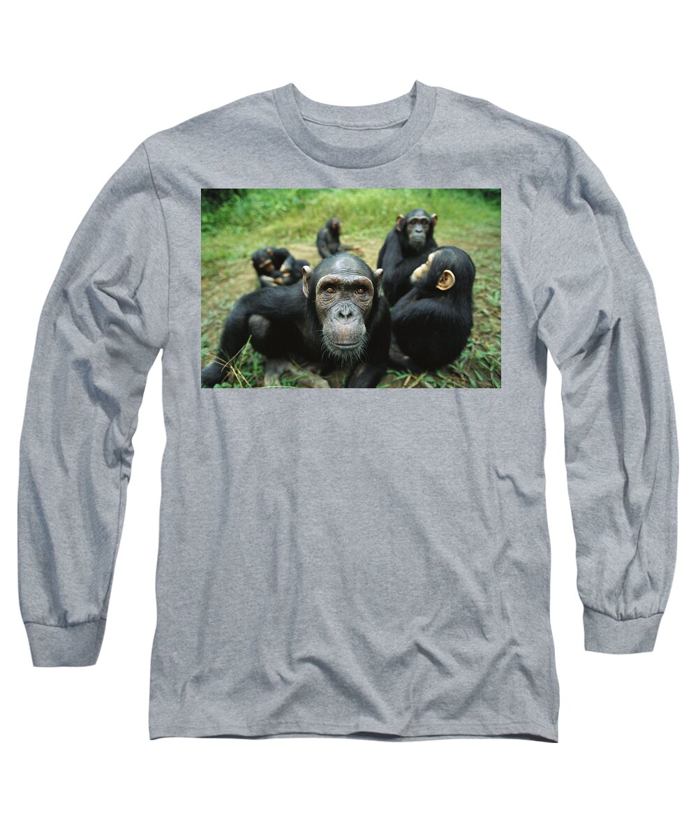 Mp Long Sleeve T-Shirt featuring the photograph Chimpanzee Pan Troglodytes Female by Cyril Ruoso