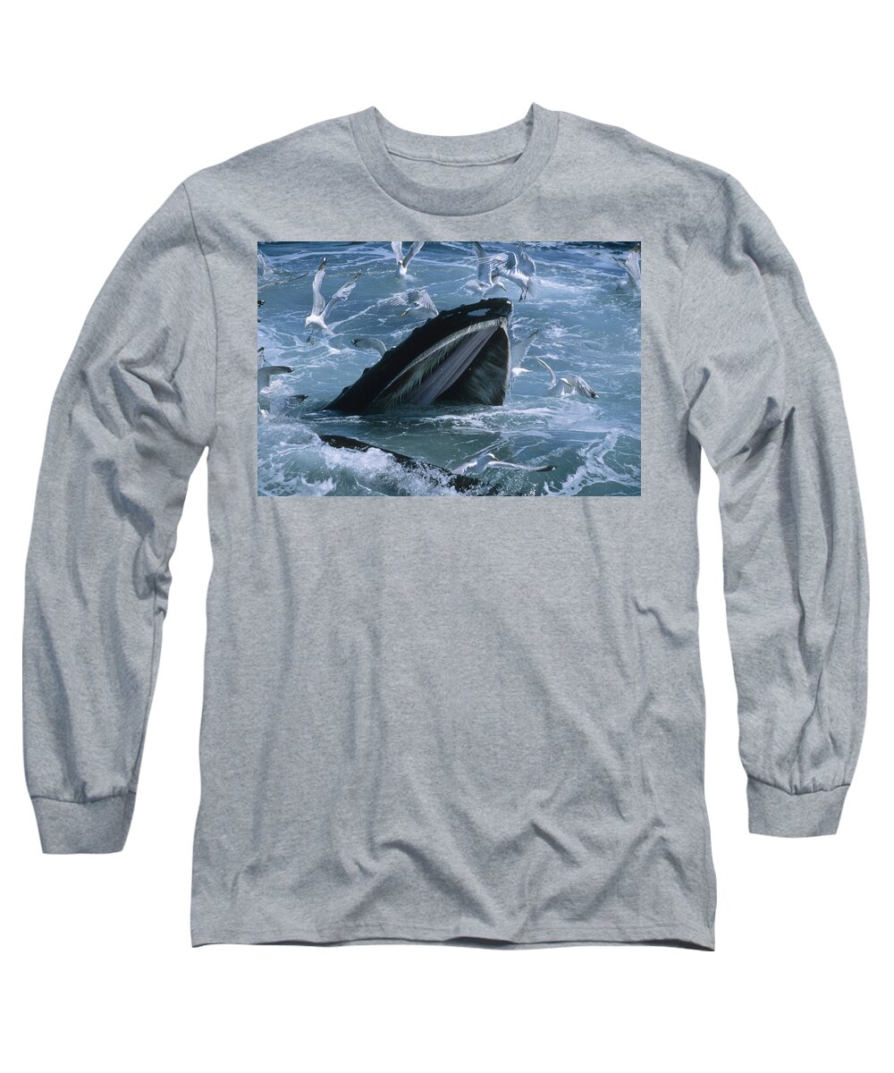 00124016 Long Sleeve T-Shirt featuring the photograph Humpback Whale Gulp Feeding by Flip Nicklin