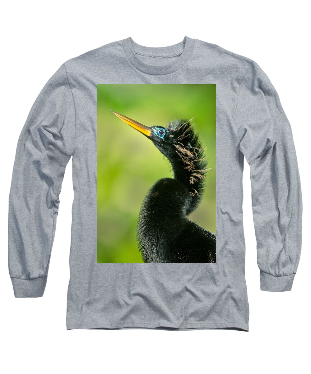 Photography Long Sleeve T-Shirt featuring the photograph Anhinga Anhinga Anhinga, Tortuguero #1 by Panoramic Images