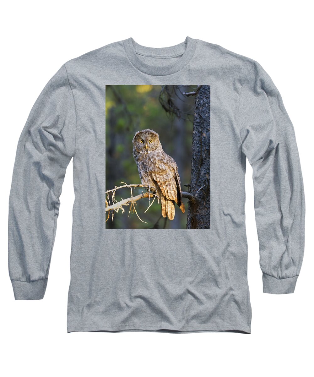  Yellowstone Long Sleeve T-Shirt featuring the photograph Great Grey Owl #1 by Gary Langley