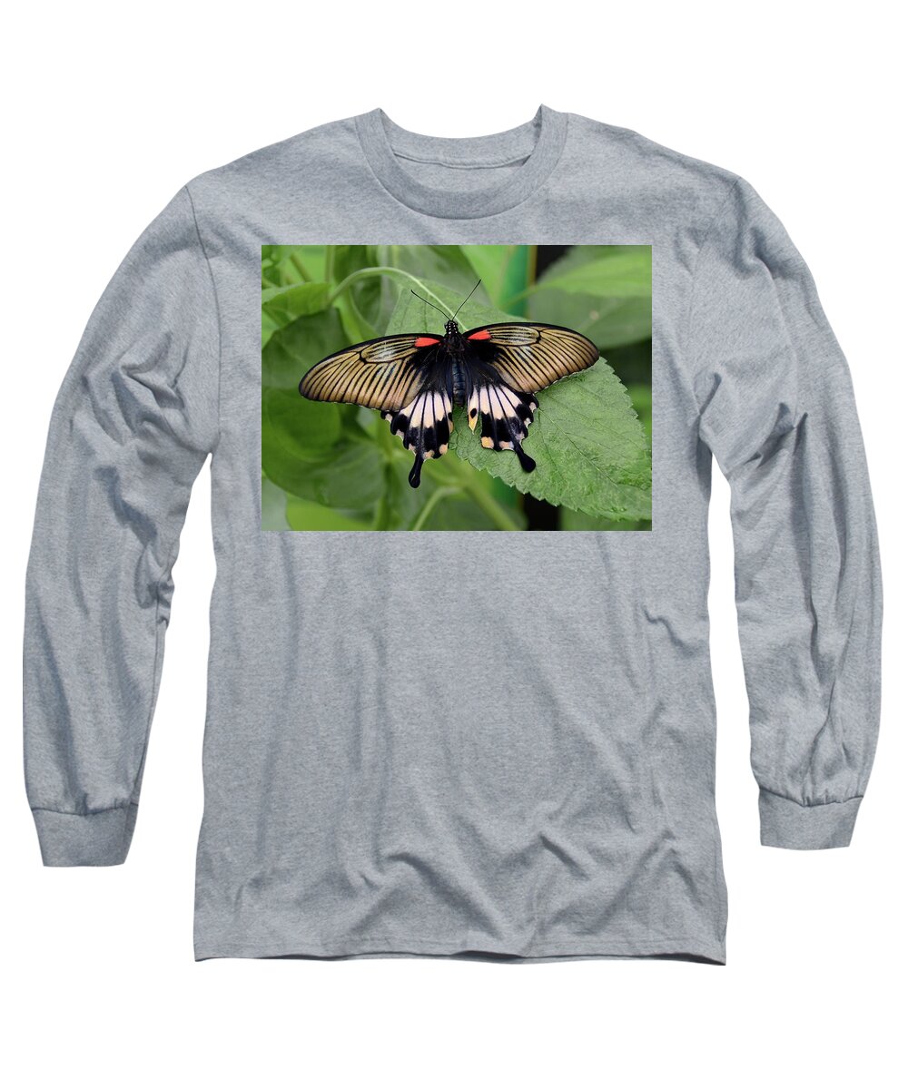 Great Mormon Butterfly Long Sleeve T-Shirt featuring the photograph Great Mormon Butterfly #2 by Ronda Ryan
