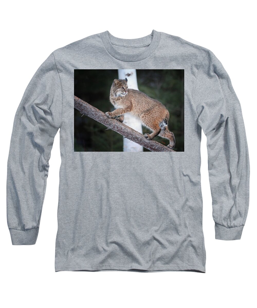 Bobcat Long Sleeve T-Shirt featuring the photograph Looking Back #1 by Duane Cross
