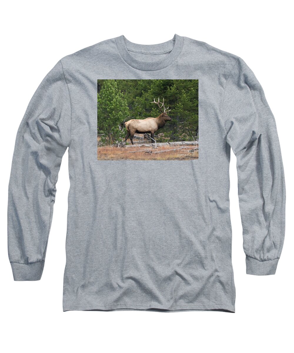 Mammal Long Sleeve T-Shirt featuring the photograph Wapiti #2 by Dennis Hammer