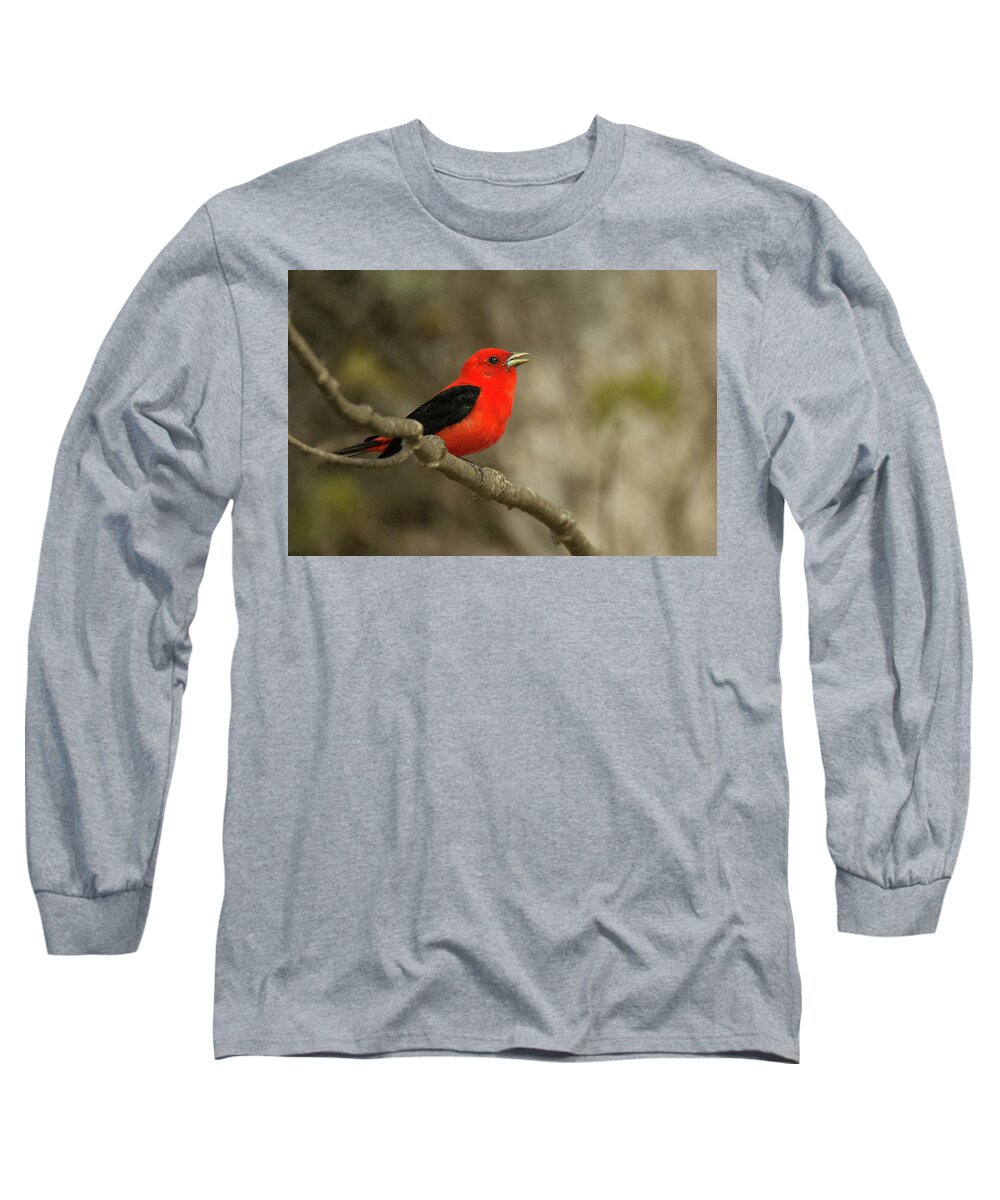 Bird Long Sleeve T-Shirt featuring the photograph Scarlet Tanager #3 by Alan Lenk