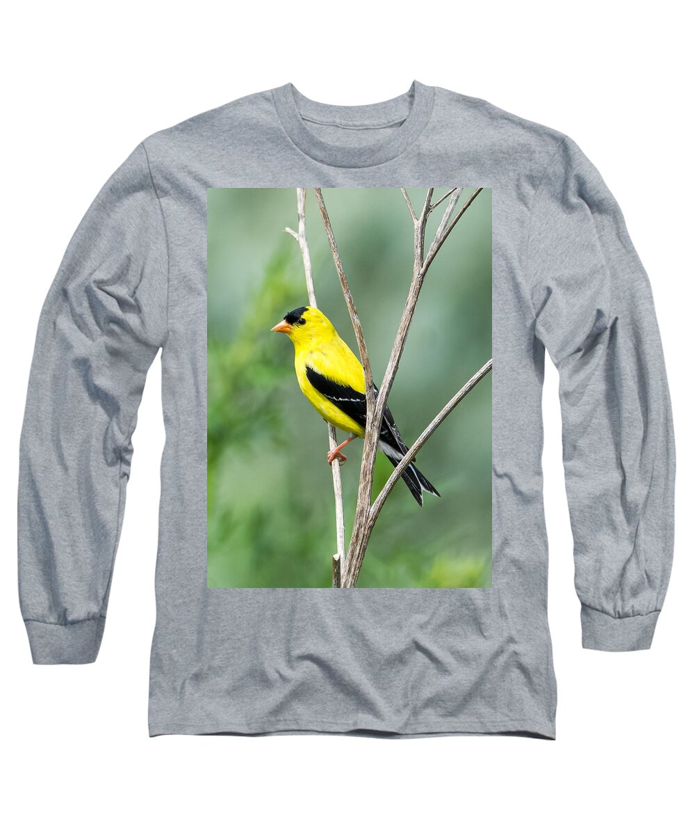 American Goldfinch Long Sleeve T-Shirt featuring the photograph American Goldfinch  by Holden The Moment