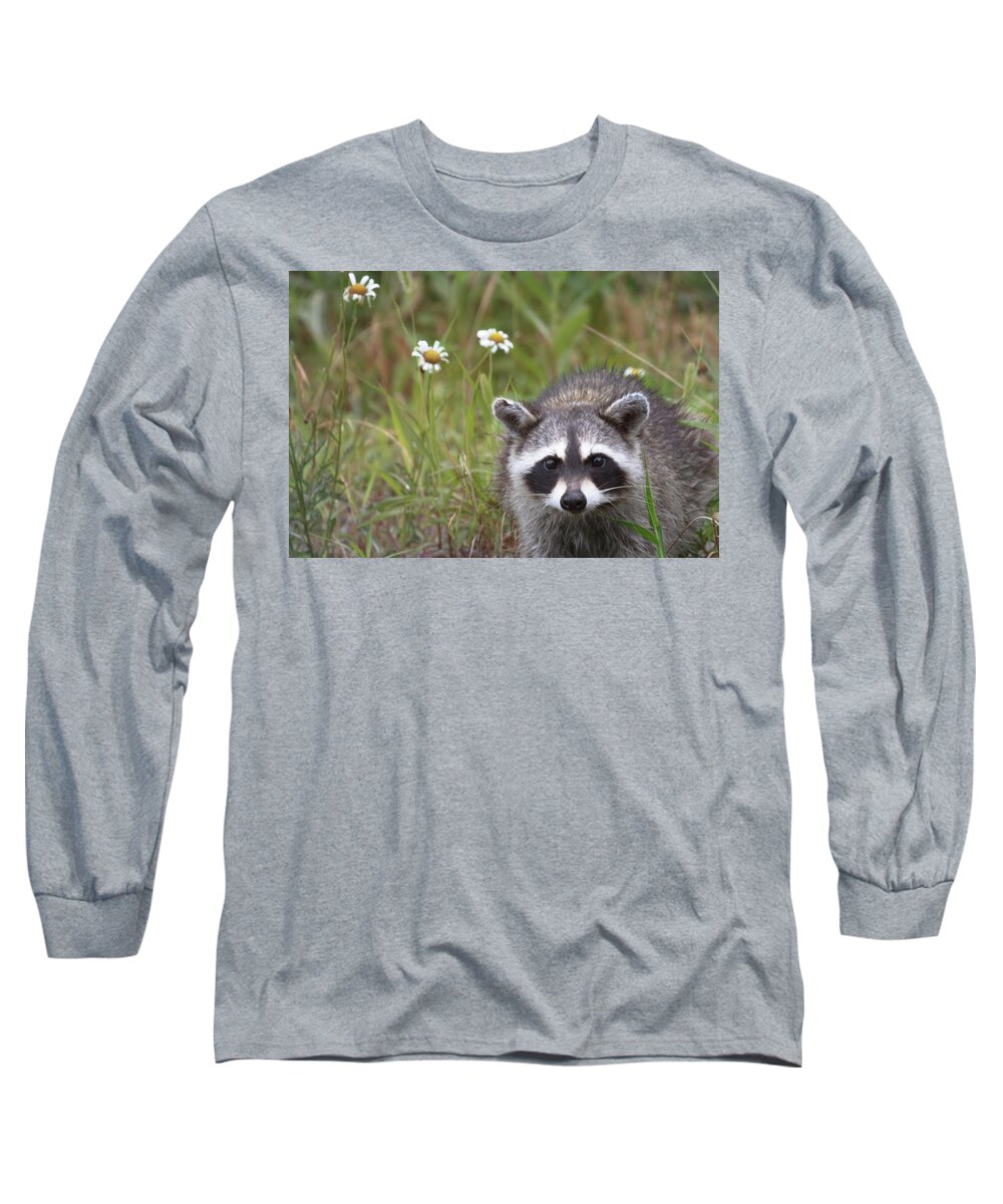 Raccoon Long Sleeve T-Shirt featuring the photograph Bandit Buddy by Susan Rissi Tregoning