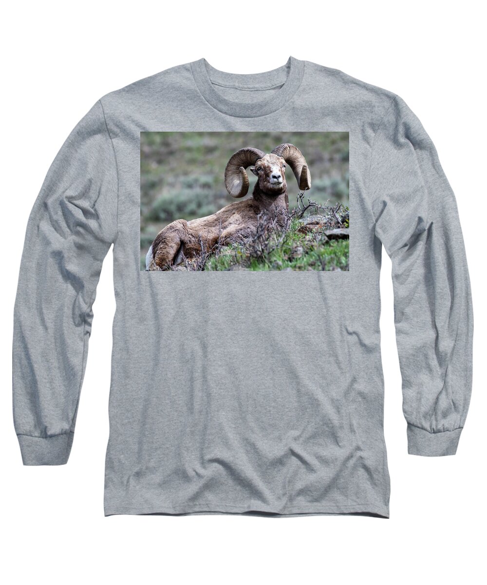 Ram Long Sleeve T-Shirt featuring the photograph Big Horn Sheep #3 by Scott Read