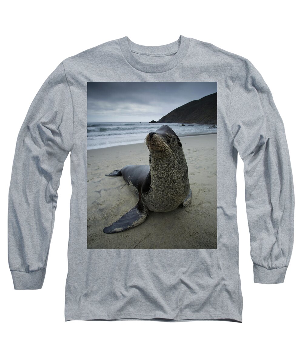 California Long Sleeve T-Shirt featuring the photograph Big Seal by Dillon Kalkhurst