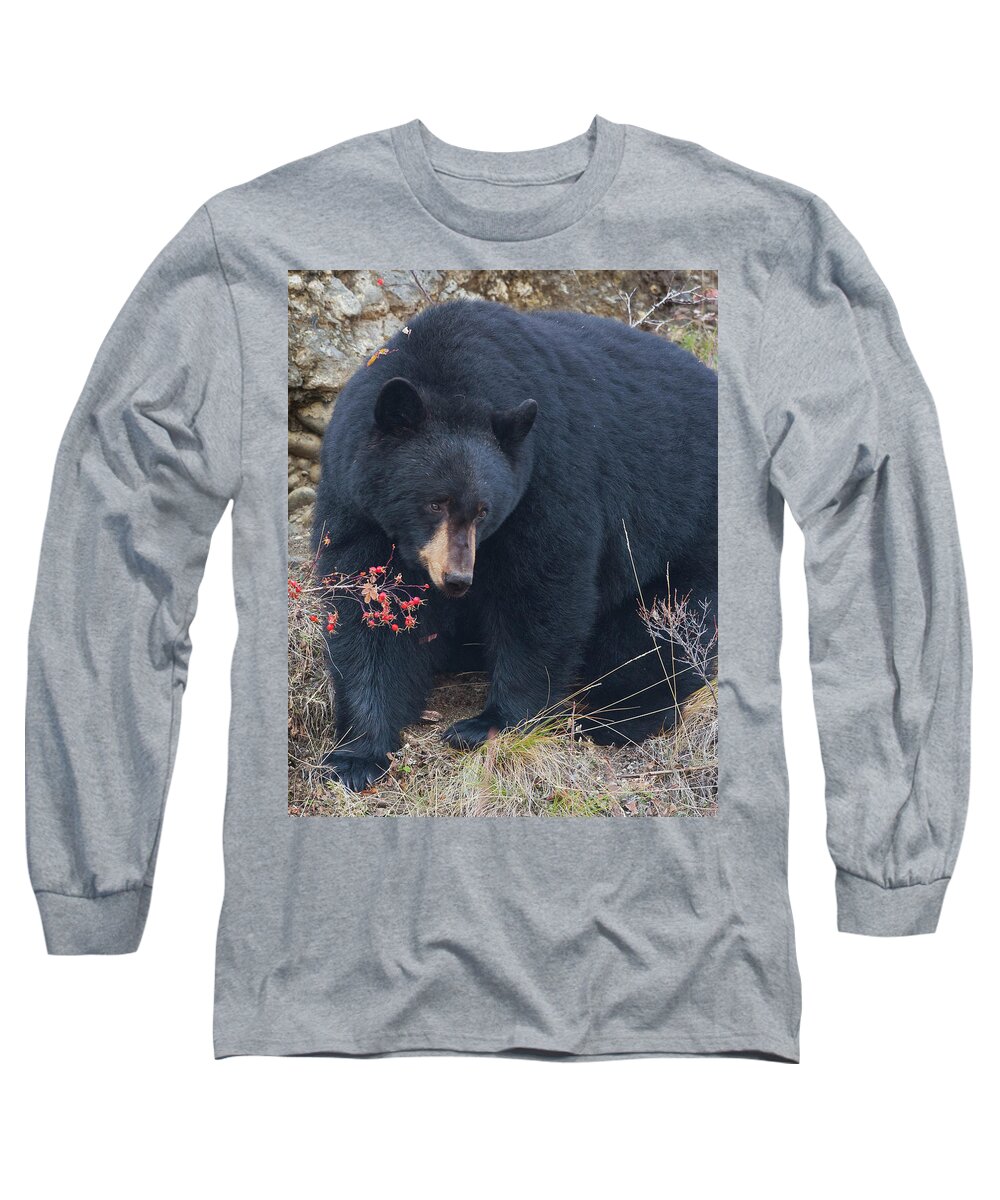 Mark Miller Photos Long Sleeve T-Shirt featuring the photograph Black Bear in Fall Eating Berries, Yellowstone National Park by Mark Miller