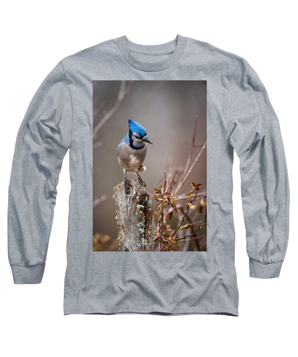Animal Long Sleeve T-Shirt featuring the photograph Blue Jay on Hedge Post 2 by Jeff Phillippi
