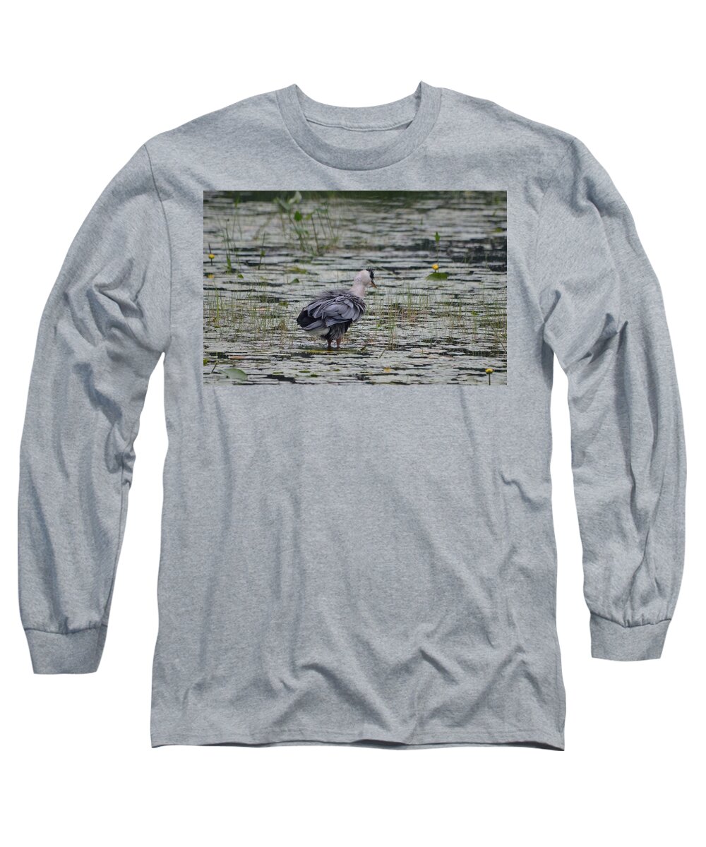 Great Blue Heron Long Sleeve T-Shirt featuring the photograph Breezy Blue- Great Blue Heron by David Porteus