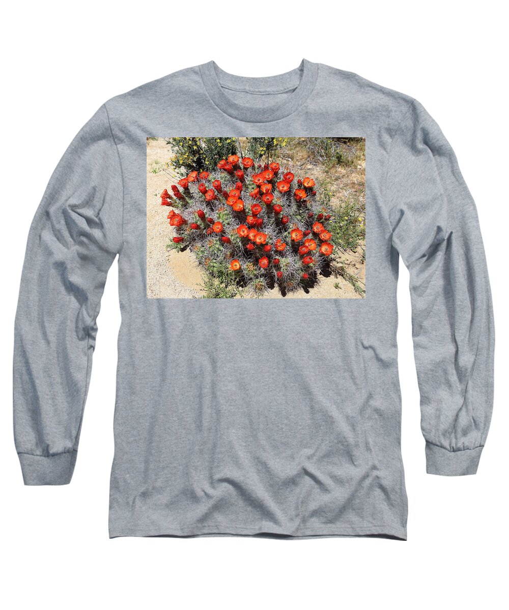 Cactus Bloom In Jtnp Long Sleeve T-Shirt featuring the photograph Cactus Bloom In JTNP by Viktor Savchenko