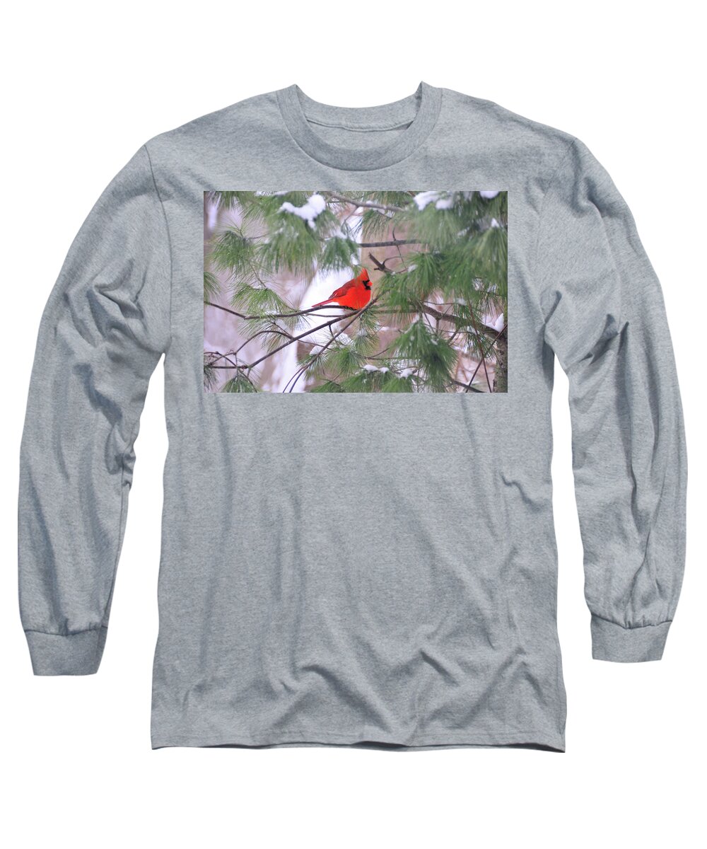 Red Bird Long Sleeve T-Shirt featuring the photograph Cardinal in Winter by David Arment