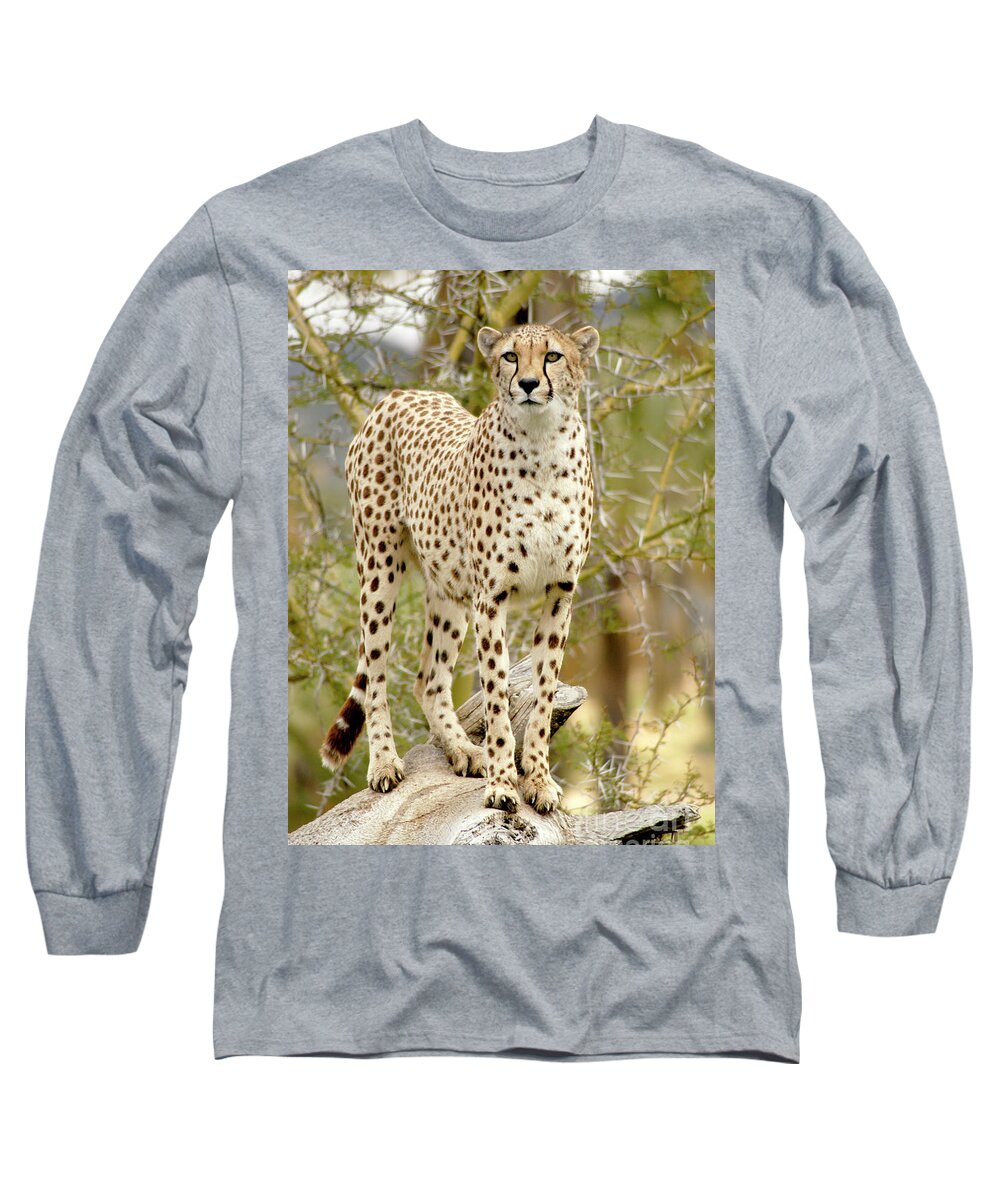 Cheetah Long Sleeve T-Shirt featuring the photograph Female Cheetah Guarding Her Territory by Gunther Allen