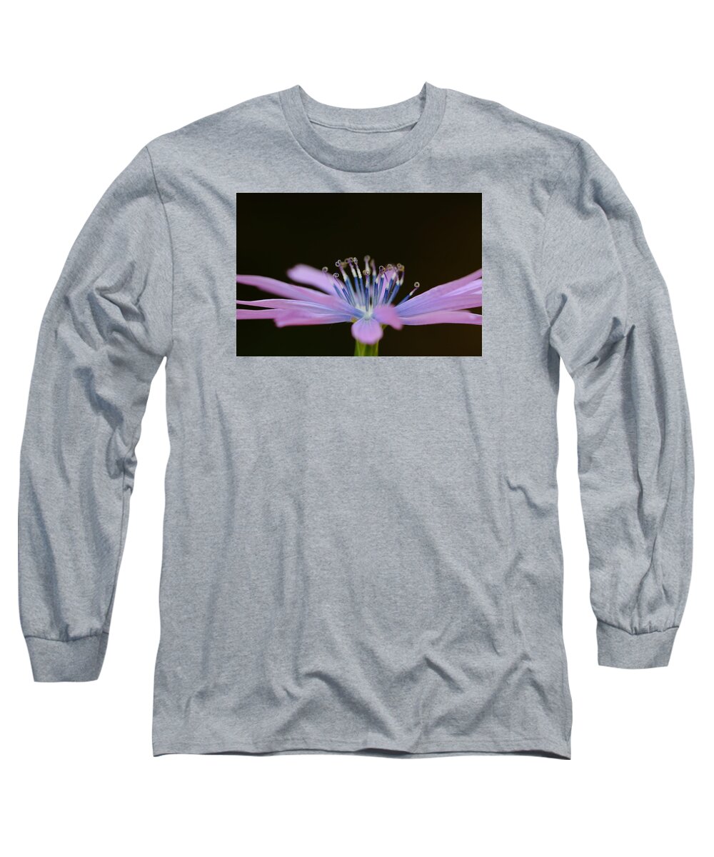 Pink Long Sleeve T-Shirt featuring the photograph Chicory by Richard Patmore