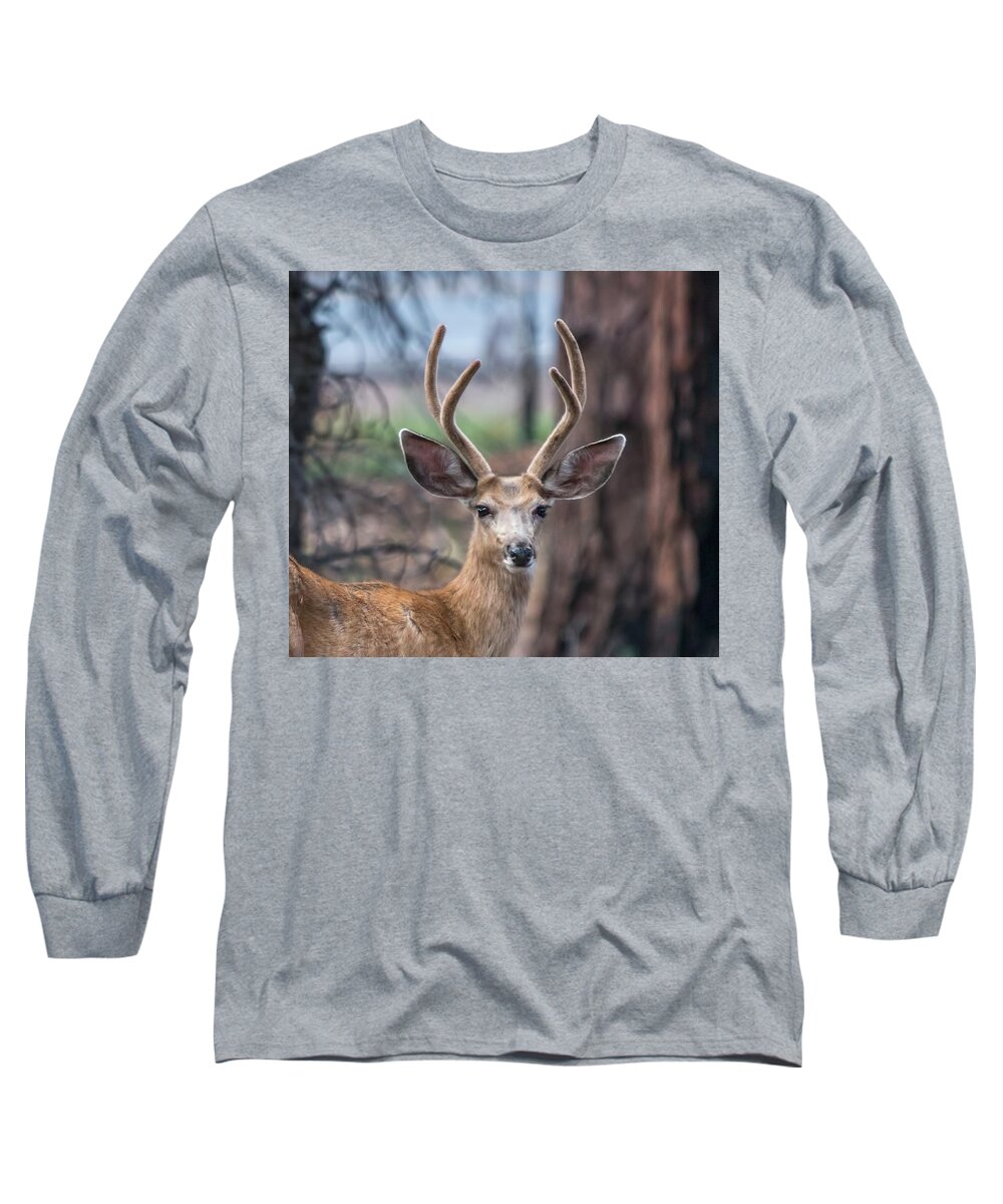 Deer Long Sleeve T-Shirt featuring the photograph Deer Stare by Dorothy Cunningham