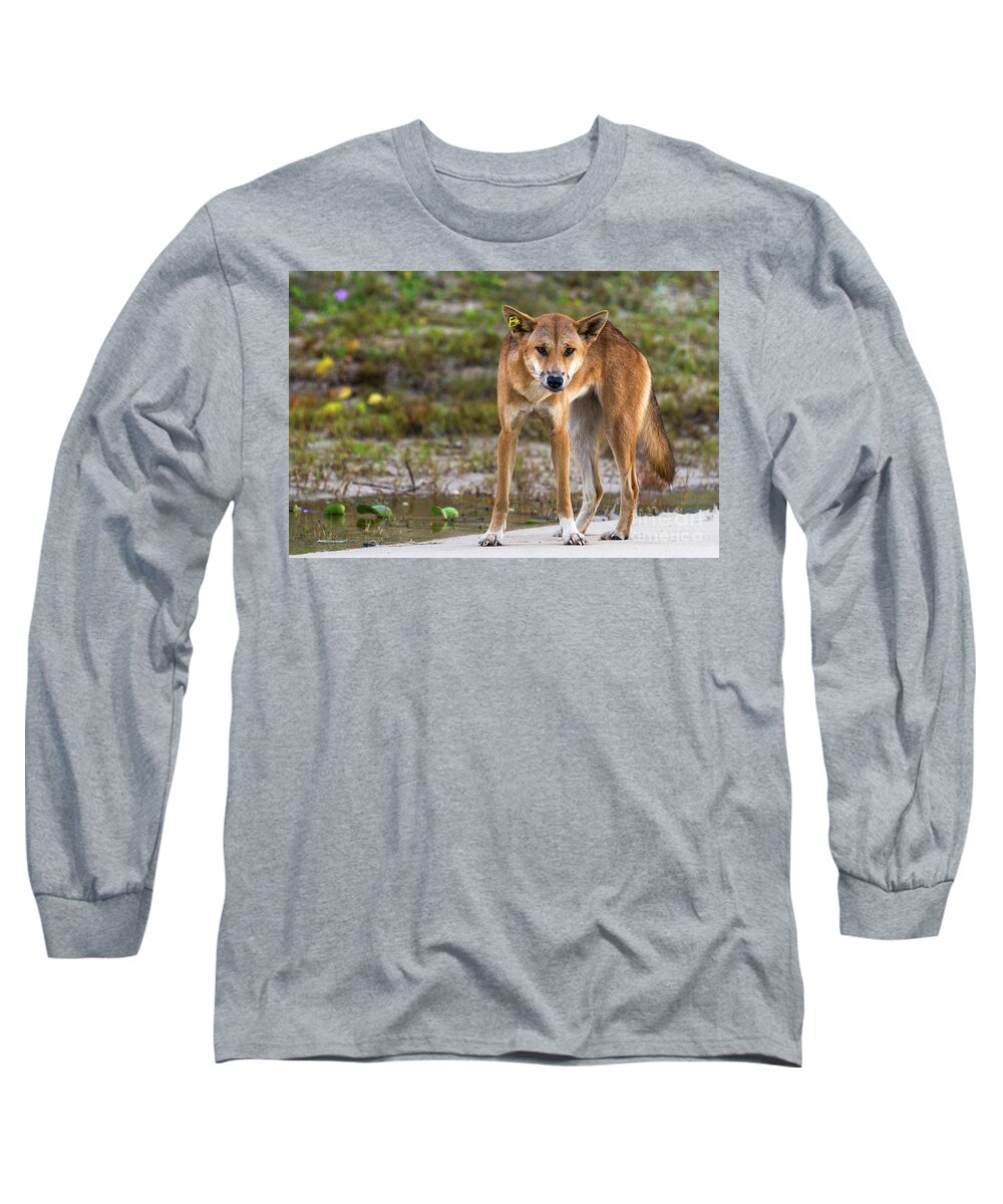 2017 Long Sleeve T-Shirt featuring the photograph Dingo on 75 mile beach, by Andrew Michael