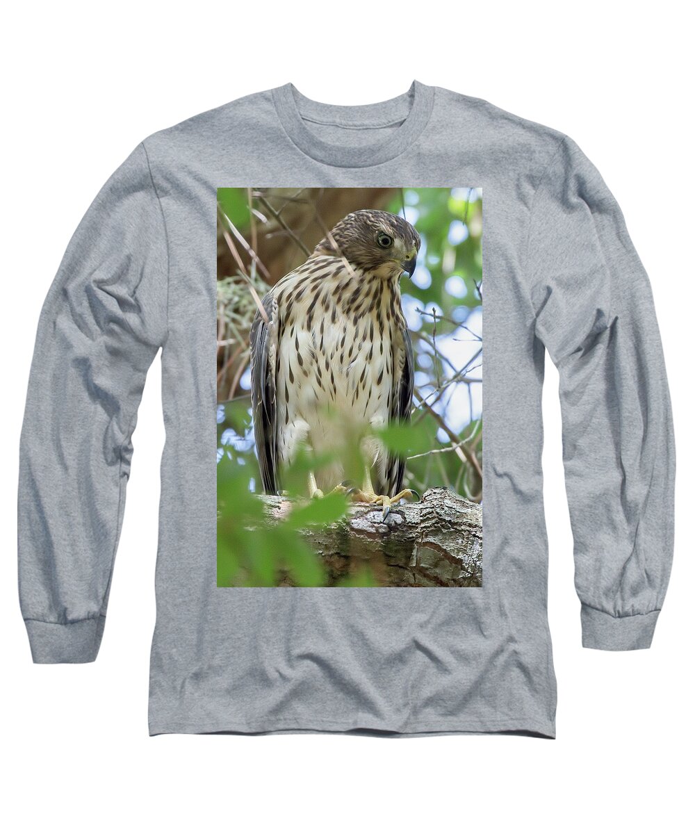 Red-shouldered Hawk Long Sleeve T-Shirt featuring the photograph Fledgling Red-Shouldered Hawk 2 by Richard Goldman