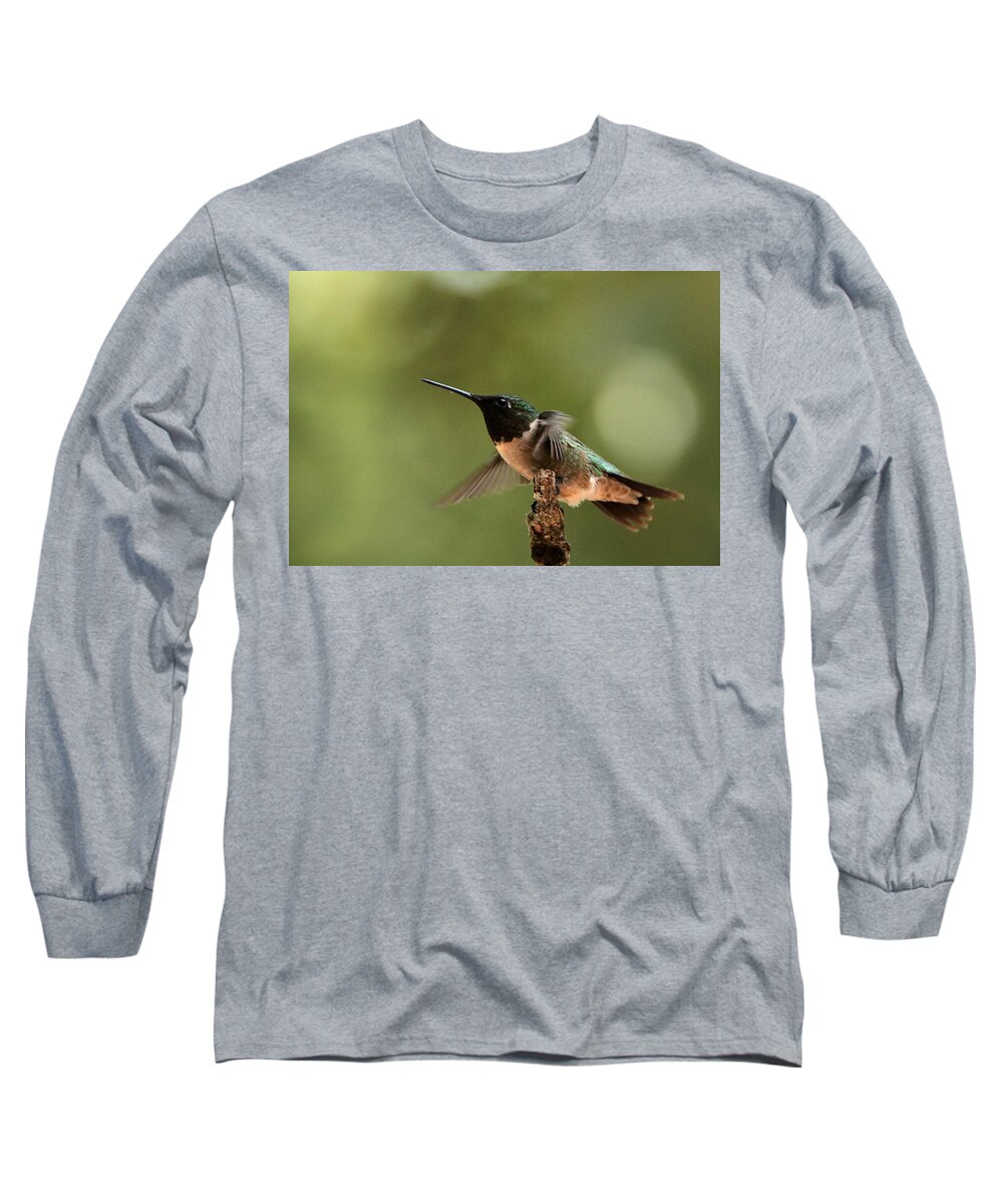Nature Long Sleeve T-Shirt featuring the photograph Hummingbird Take-Off by Sheila Brown