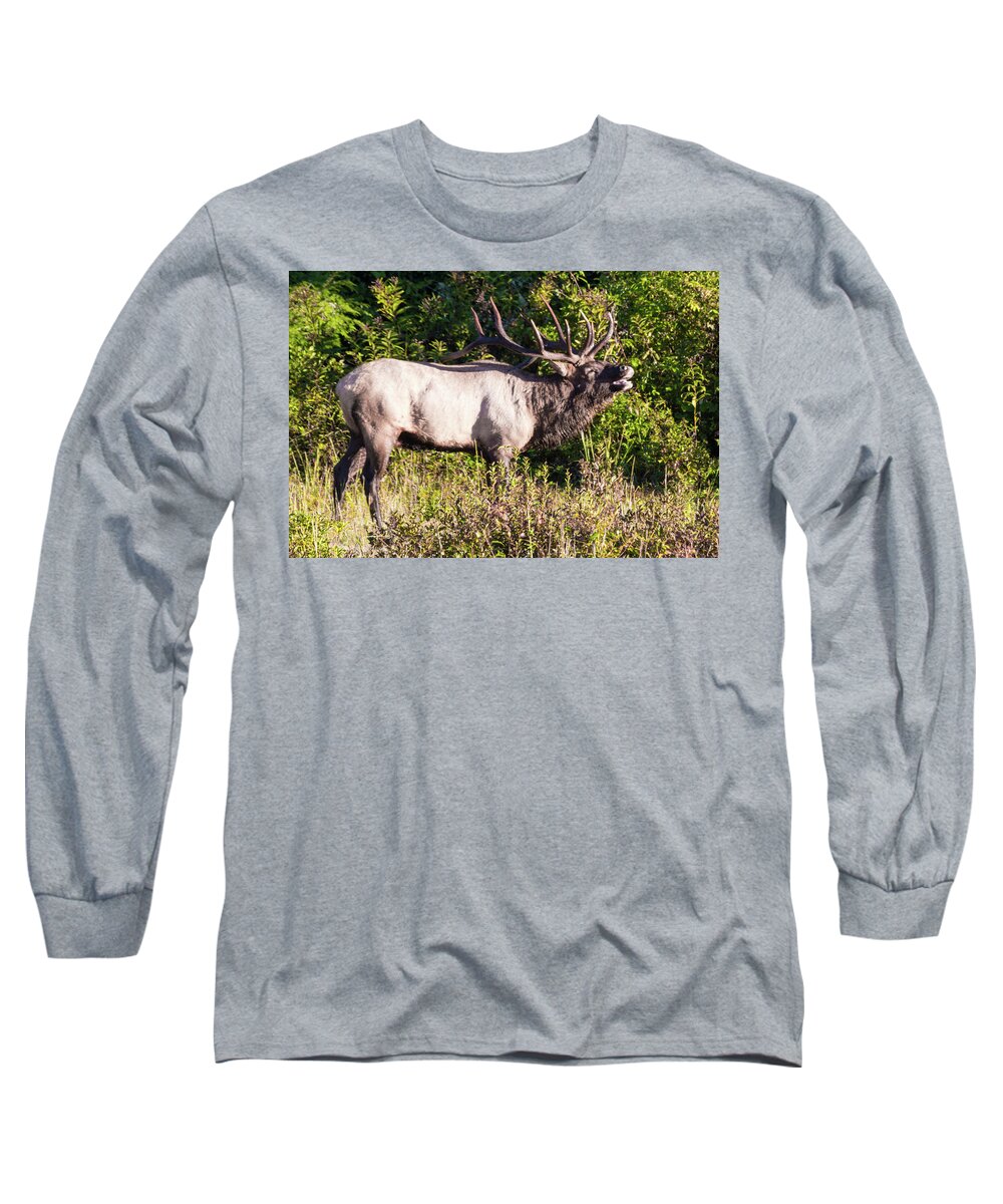 Bull Long Sleeve T-Shirt featuring the photograph Large Bull Elk Bugling by D K Wall