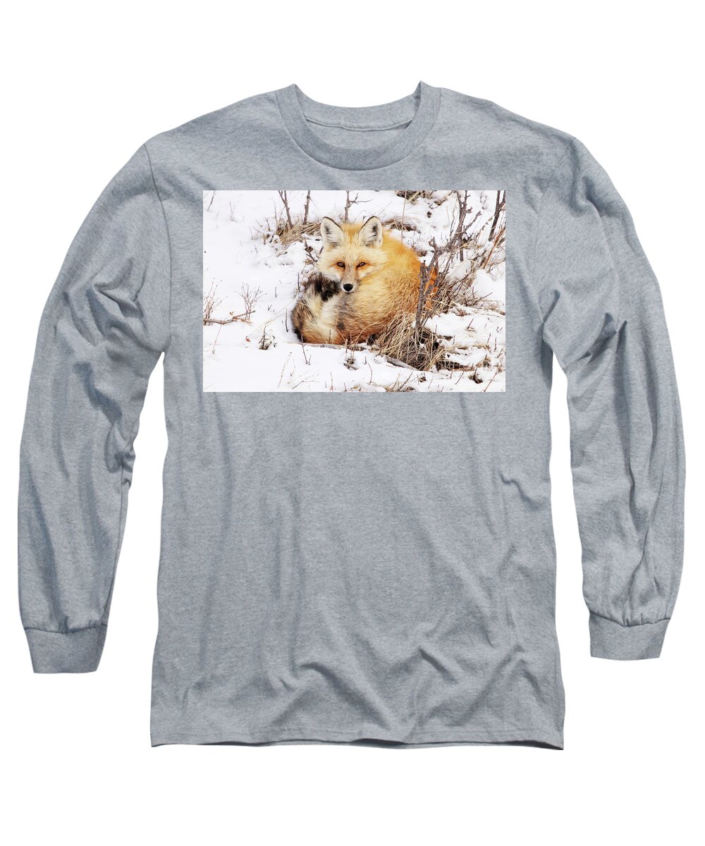 Fox Long Sleeve T-Shirt featuring the photograph Little Red Fox by Alyce Taylor