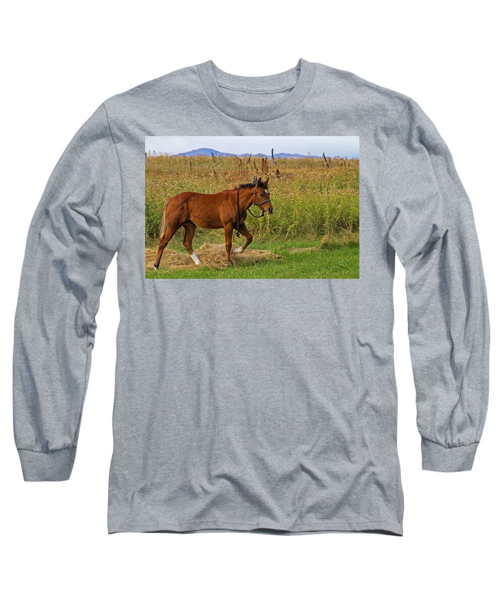 Horse Long Sleeve T-Shirt featuring the photograph Lunch Break by Alana Thrower