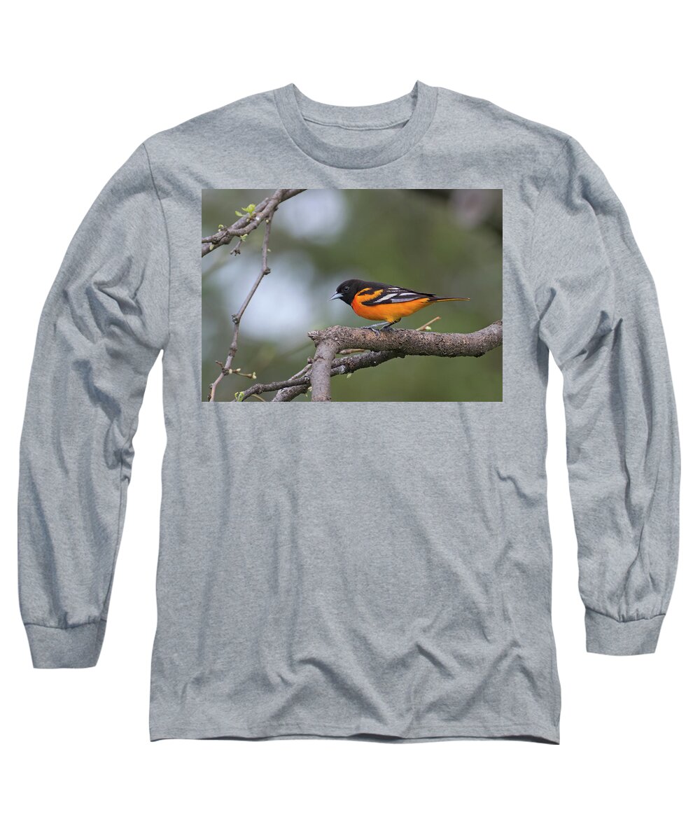 Baltimore Oriole Long Sleeve T-Shirt featuring the photograph Male Baltimore Oriole by Jim Zablotny