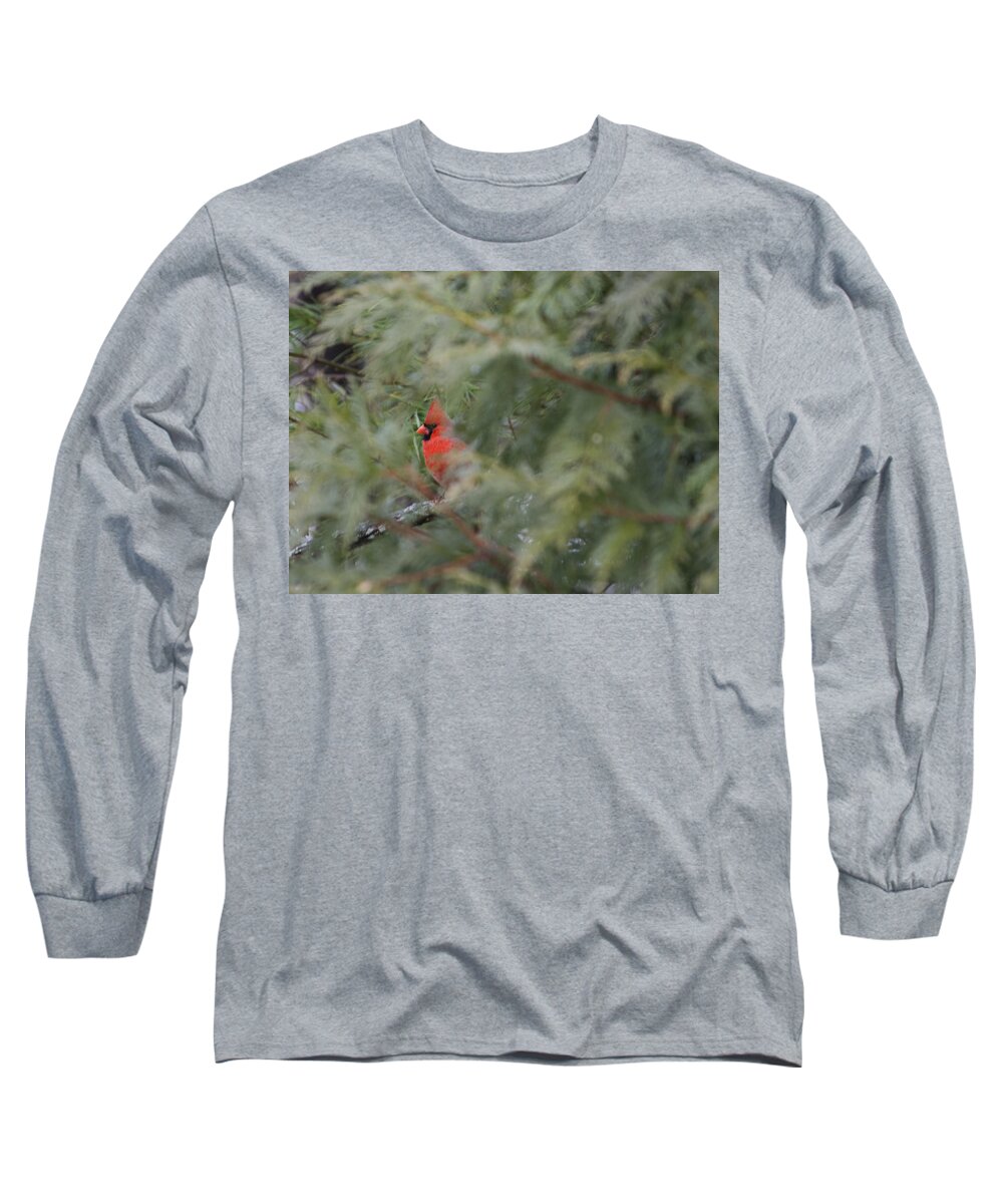 Bird Long Sleeve T-Shirt featuring the photograph Male Cardinal Seeking Shelter by David Kay