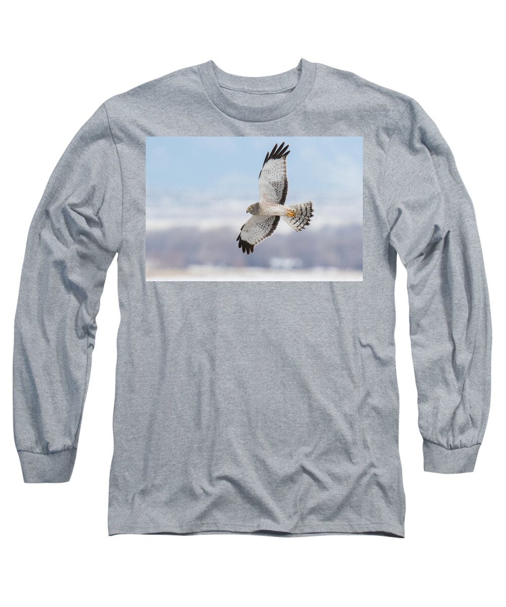 Hawk Long Sleeve T-Shirt featuring the photograph Male Northern Harrier In Flight by Tony Hake