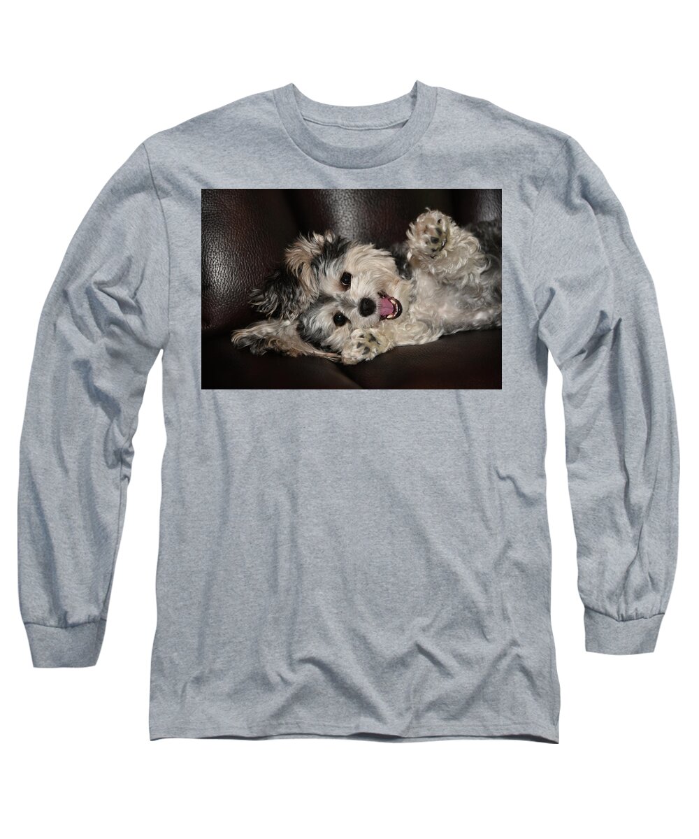 Puppy Long Sleeve T-Shirt featuring the photograph Maltipoo Playing on the Couch by Artful Imagery