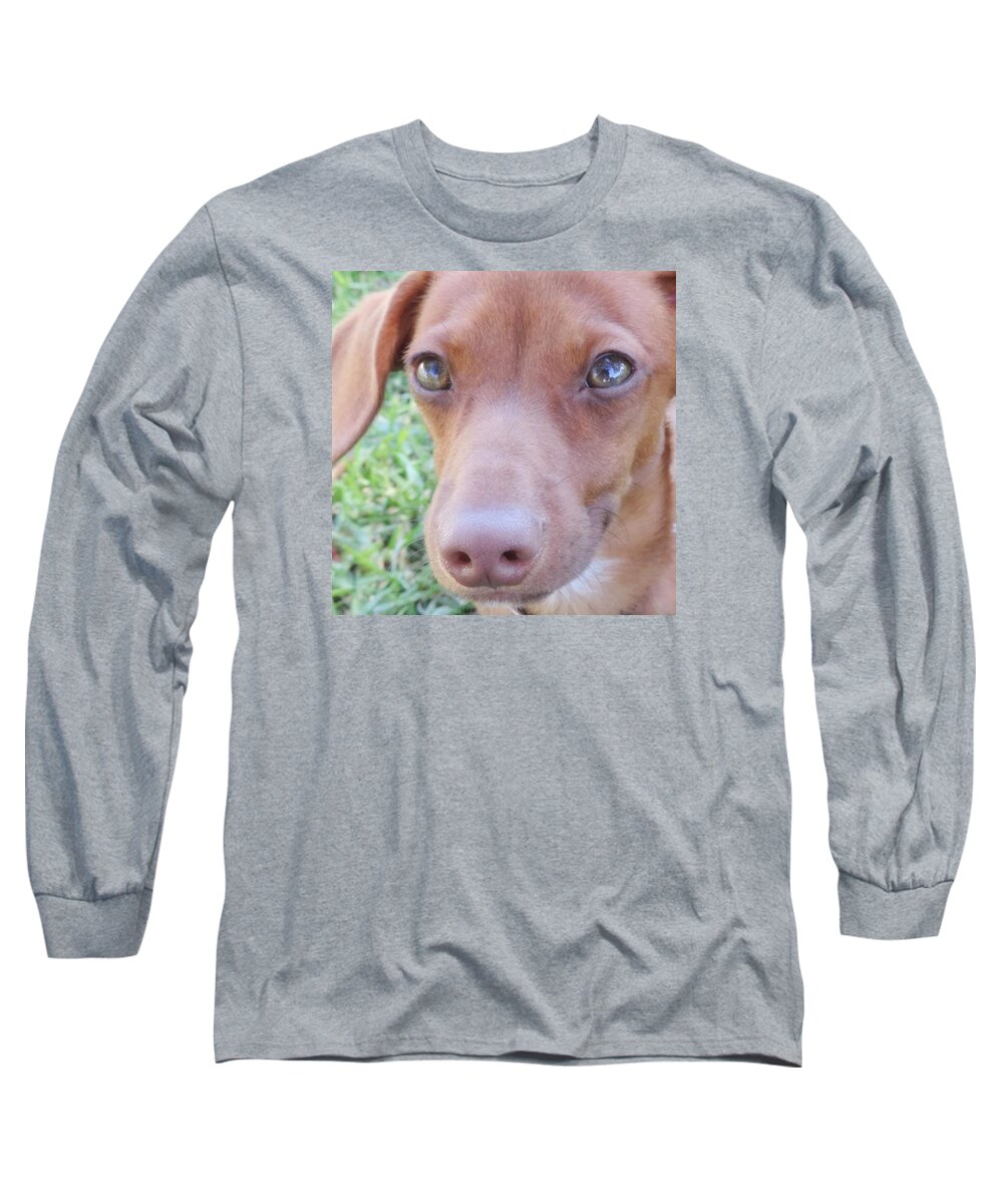 Green Eyes Long Sleeve T-Shirt featuring the photograph Red Dilute Dachshund Puppy #1 by Leah McPhail