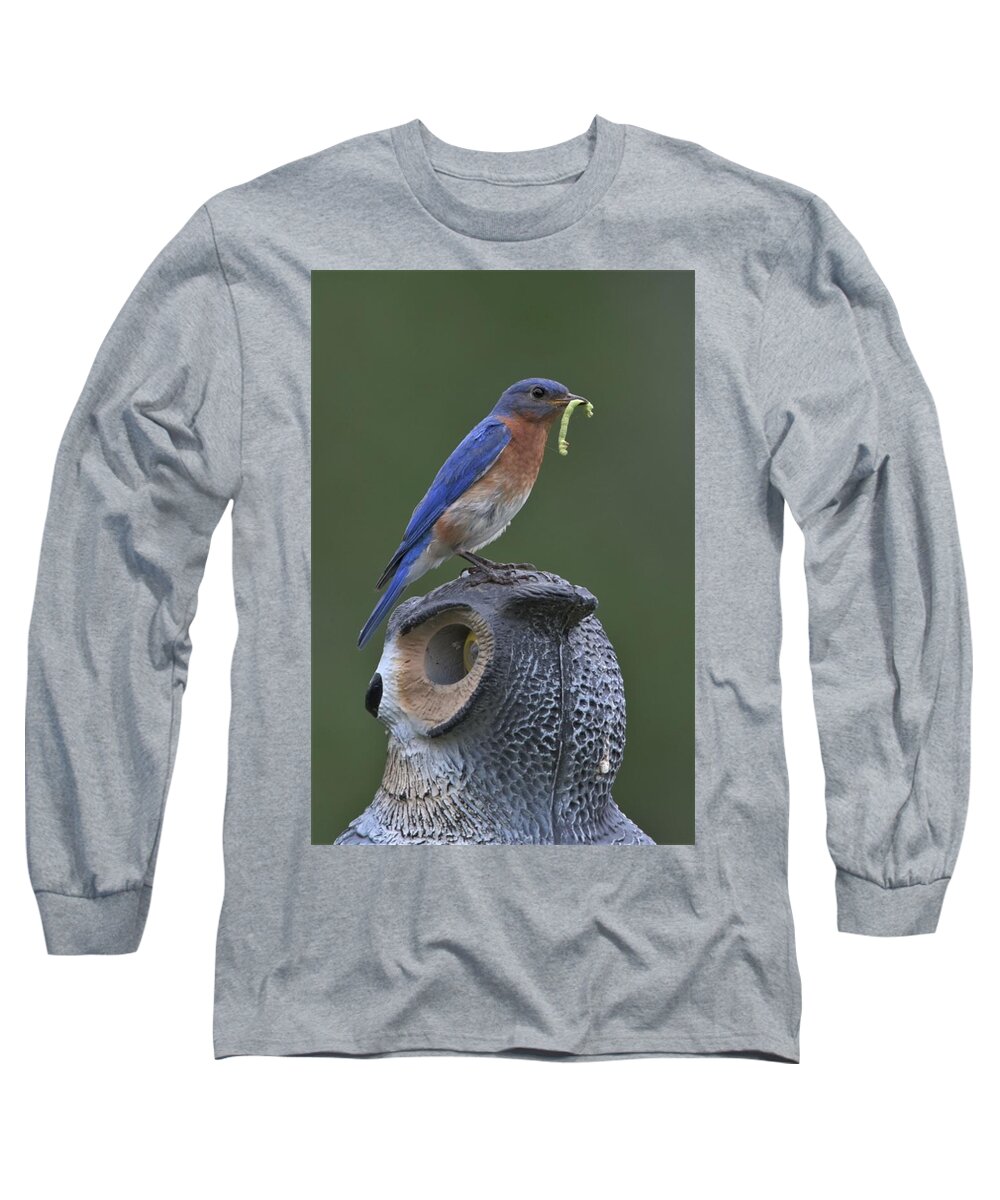 Bluebird Long Sleeve T-Shirt featuring the photograph Not Intimidated by Michael Hall