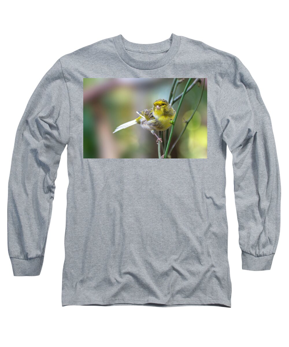Orchard Oriole Long Sleeve T-Shirt featuring the photograph Orchard Oriole by John Poon