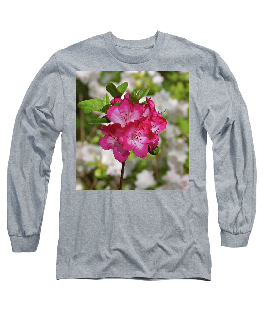 Azalea Long Sleeve T-Shirt featuring the photograph Pink Azalea by Sandy Keeton