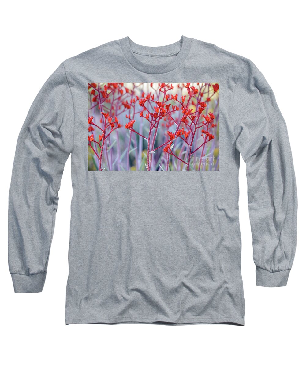Flower Long Sleeve T-Shirt featuring the photograph Red Kangaroo Paw by Werner Padarin