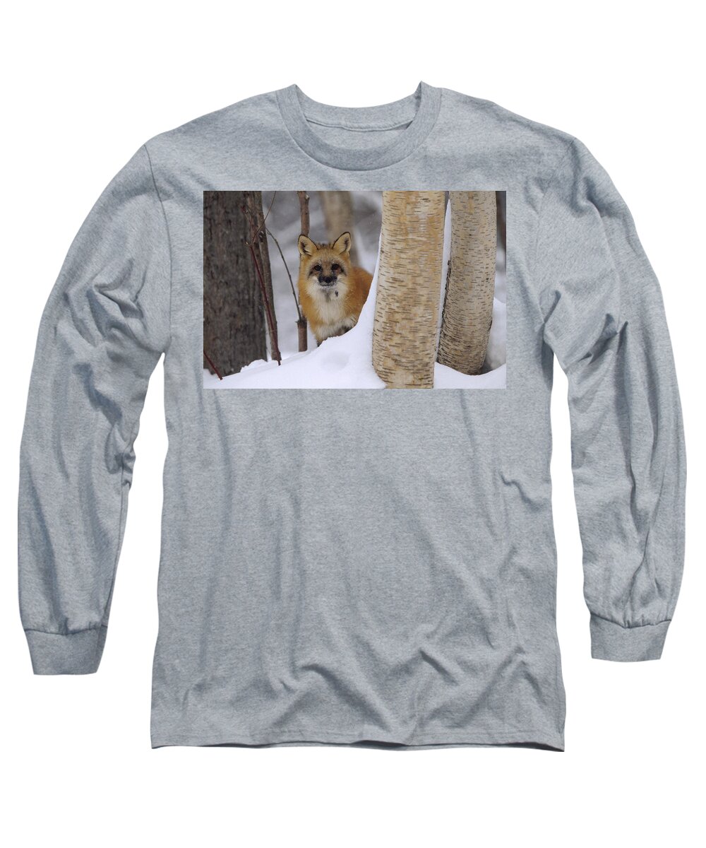 00170297 Long Sleeve T-Shirt featuring the photograph Red Fox Looking Out From Behind Trees by Tim Fitzharris