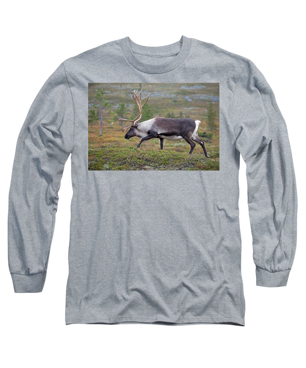 Reindeer Long Sleeve T-Shirt featuring the photograph Reindeer by Aivar Mikko