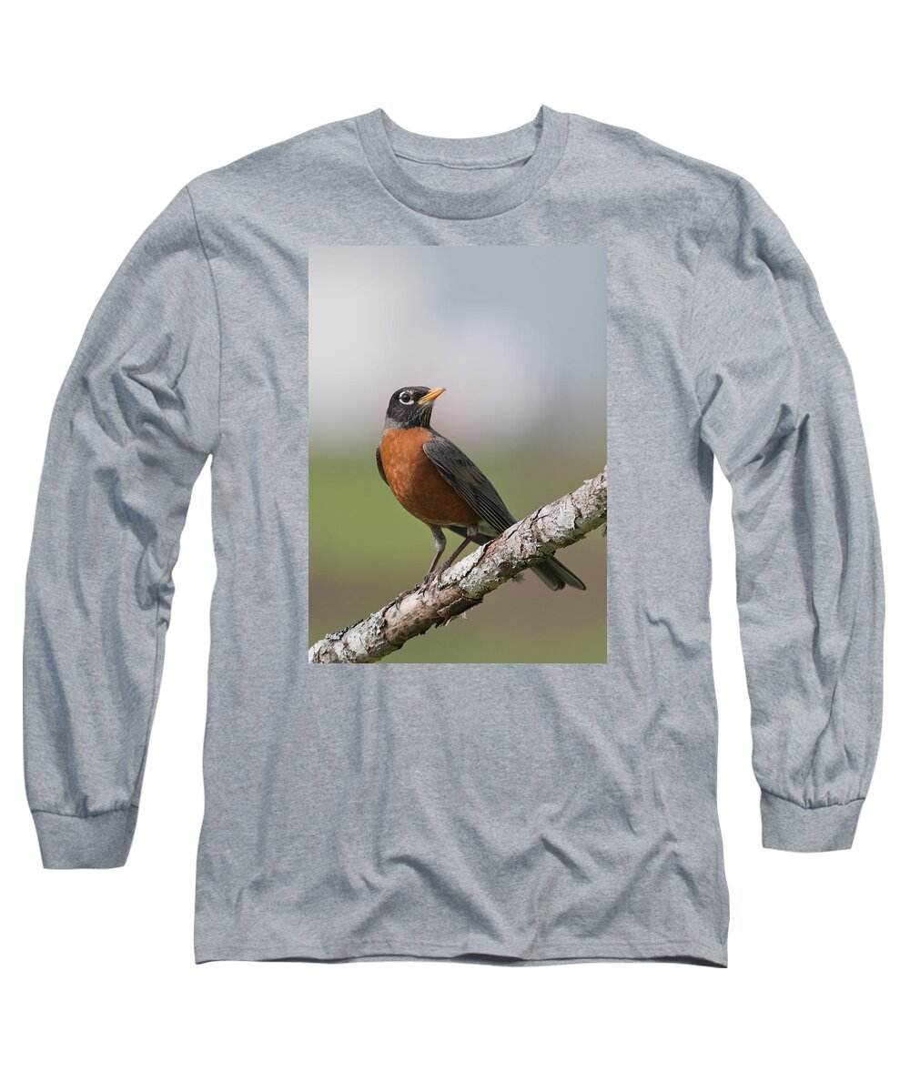 American Robin Long Sleeve T-Shirt featuring the photograph Robin Red Breast by Robert Potts