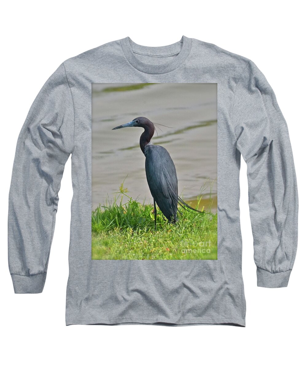 Heron Long Sleeve T-Shirt featuring the photograph Small Blue Heron by Carol Bradley